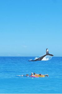 Mirissa, ein Traum für alle Surf- und Walbeobachtungsbegeisterten