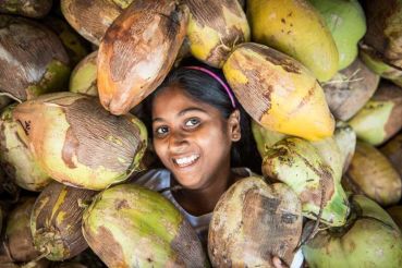 Kokosnussernte im Angels Home &ndash; Teamarbeit unter Palmen