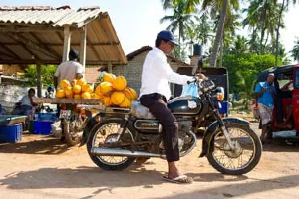 The King Coconut