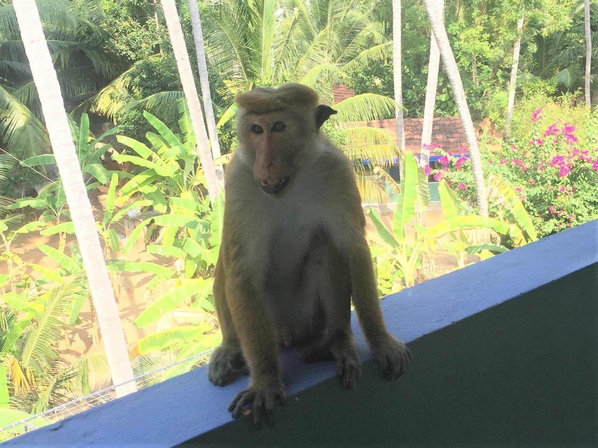 Morgendlicher Besuch auf der Dachterrasse
