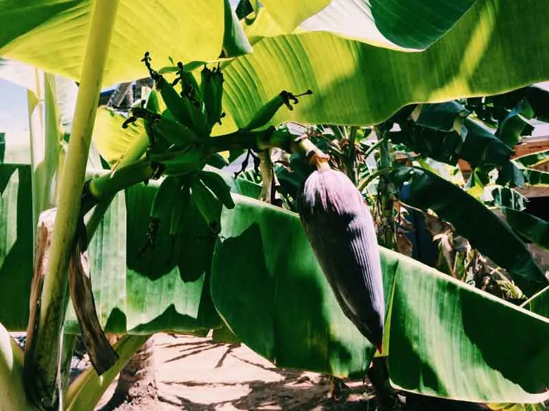 Die Banane (Kesel)