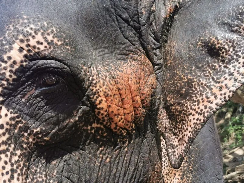 The only thing an elephant should carry is a crown!