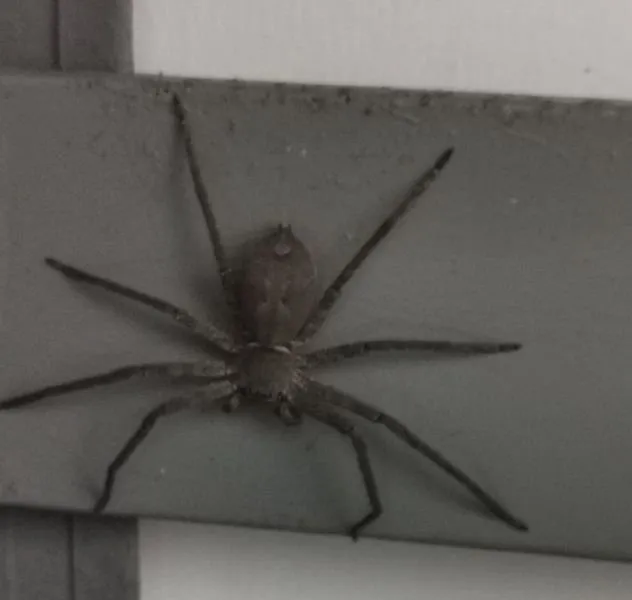 Monsterspinnen in Bad und K&uuml;che