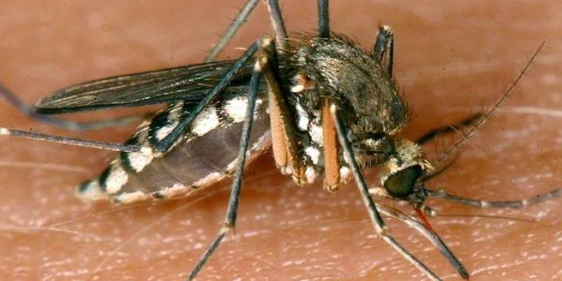 Die Tigerm&uuml;cke, &Uuml;bertr&auml;ger von Dengue-Fieber