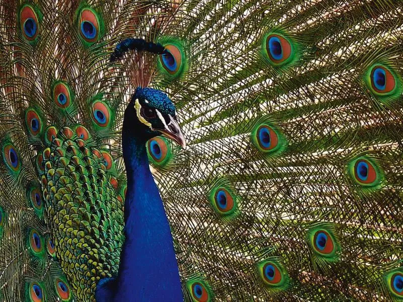 Blauer Pfau