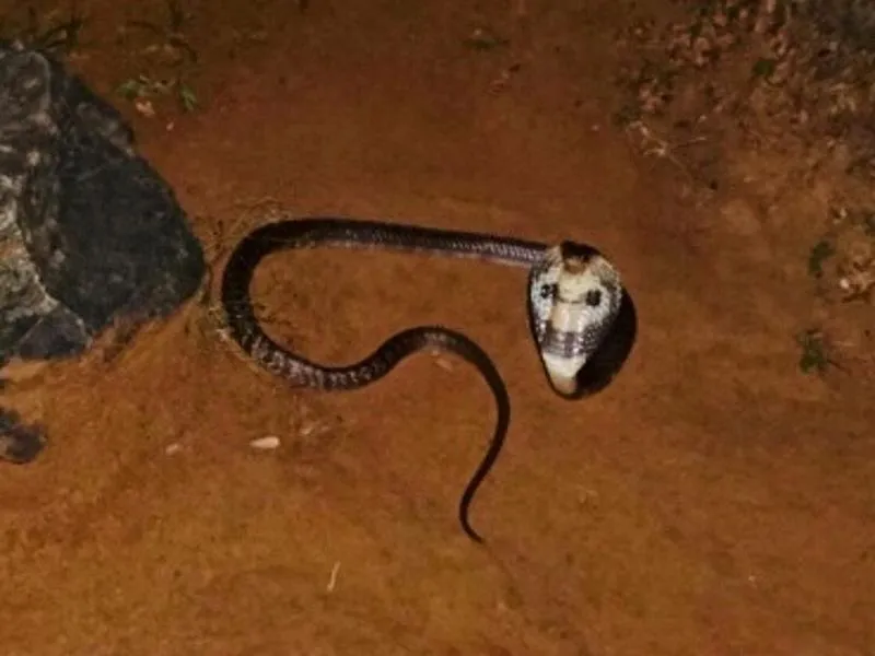 Die Cobra