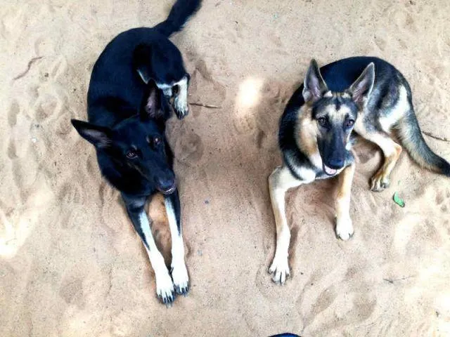 Luna und Lady, die Sicherheitschefs