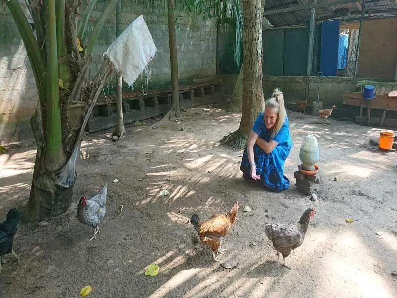 Besuch bei den H&uuml;hnern
