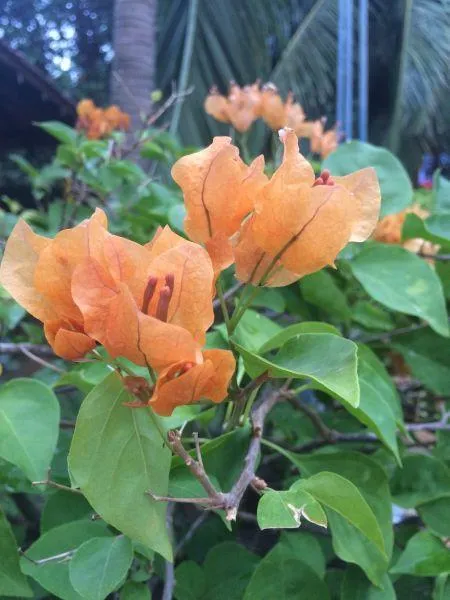 Blumen im Garten