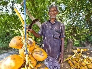 King Coconuts werden an jeder Stra&szlig;enecke verkauft.