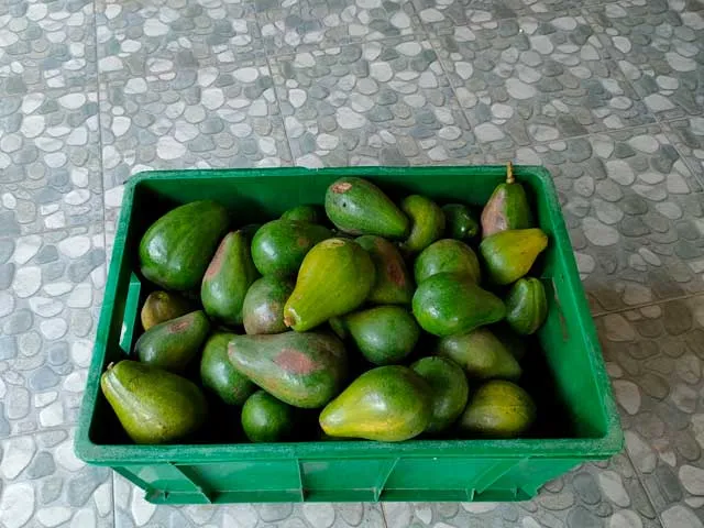 erste avocardo ernte