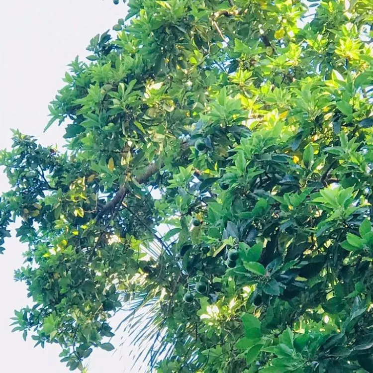 Unsere erste Avocados