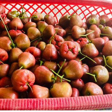 Unsere ersten Rose &Auml;pfel werden vom Baum geholt