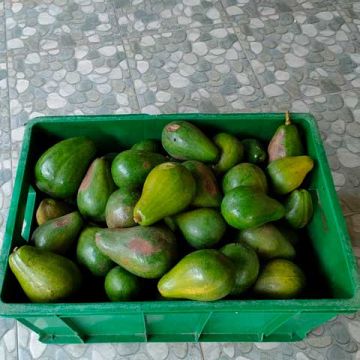 Avocado Erntegl&uuml;ck! 