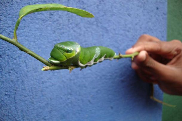 Ihr ist eine Laus &uuml;ber die Leber gelaufen.