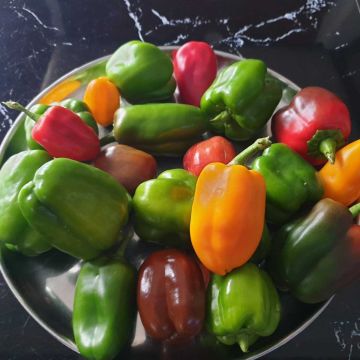 Rote, Gelbe, Gr&uuml;ne Paprika aus dem Gew&auml;chshaus