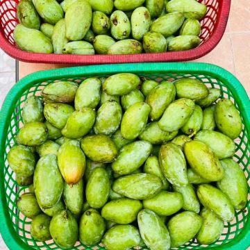 Einige kg frische Mango geerntet. Eigentlich haben wir mehr aber die Girls holen sie sich st&ouml;ndig aus den B&auml;umen