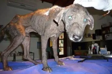 &ldquo;Hundeelend&rdquo; Im warsten Sinne