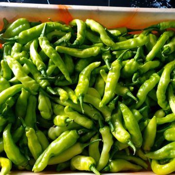 Auch jede Mnge Capsicon w&auml;chst in unserem Garten