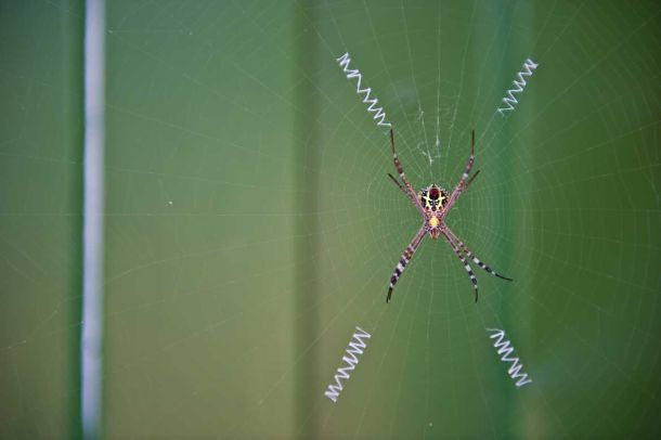 Auch viele Spinnen k&ouml;nnen sich sehen lassen.