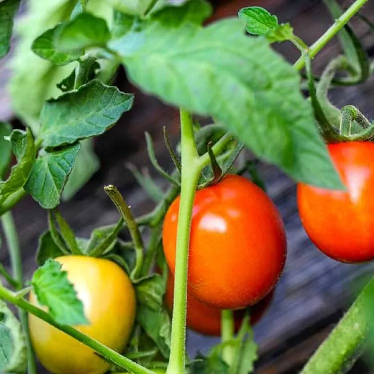 Tomaten aus dem Angels Home
