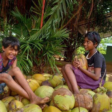 Alle 2 Monate ernten wir &uuml;ber 1000 Kokosn&uuml;sse