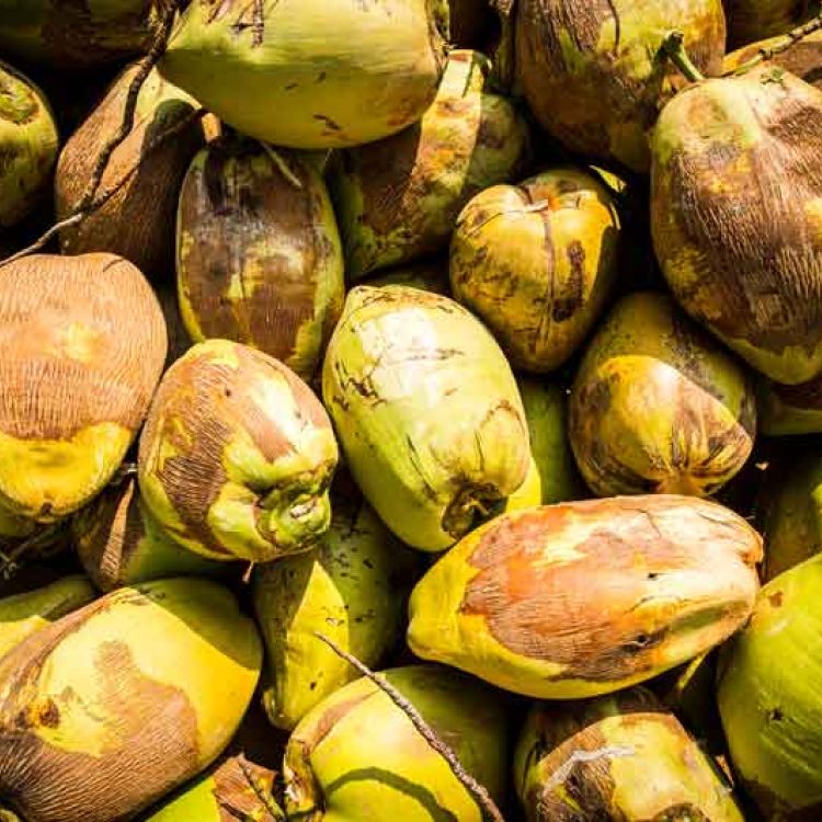 Kokosn&uuml;sse aus dem Angels Home Garten