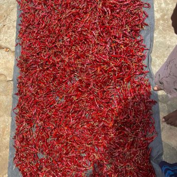 Scharfe rote Chillies werden getroknet