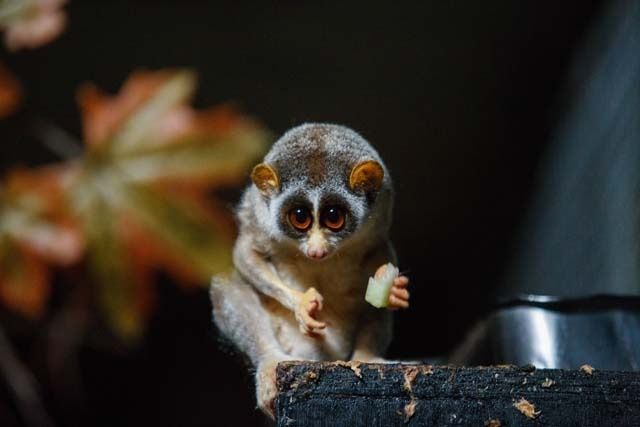 Sri-lankischer Roter Schlanker Loris: Eine seltene Schönheit im Dschungel