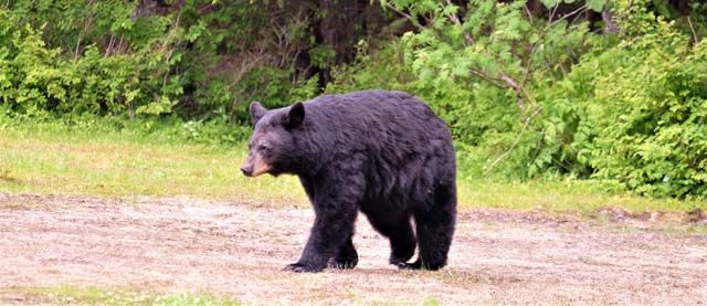 Der faszinierende Lippenbär: Ein scheuer Bewohner der Wälder Sri Lankas