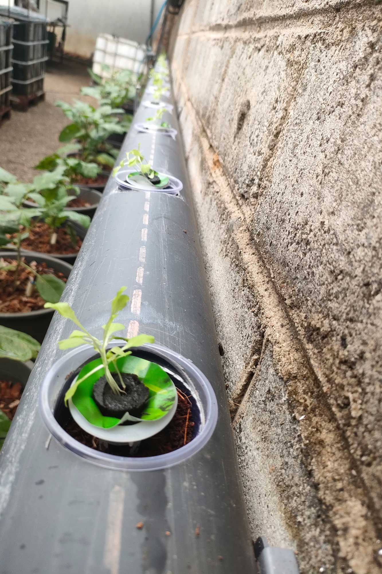 Verschiedene Salatsorten als Futterzusatz für unsere Hühner