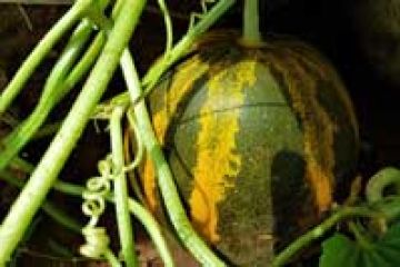 Ein Kurzvideo aus dem Garten der Engel