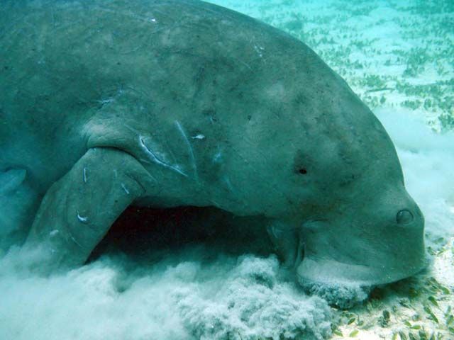 Sanfte Riesen der Meere: Begegnung mit Seekühen in ihrer natürlichen Umgebung