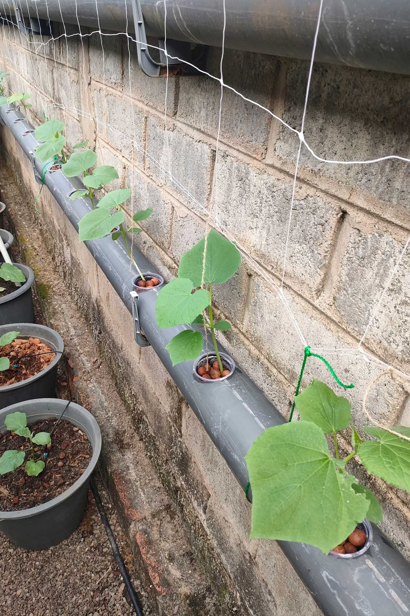 Gurken in der Hydoponic Anlage