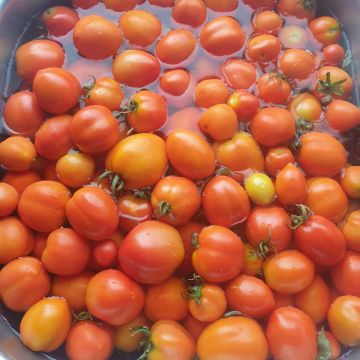 Alle paar Tage gibt es reichlich Tomaten